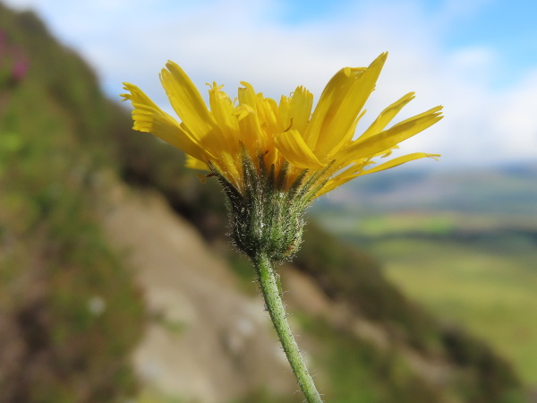 hawkweeds / Hieracium sect. Cerinthoidea: The whole plant is hairy, especially the upper stem, but it lacks the sticky glandular hairs found in _Hieracium_ sect. _Amplexicaulia_.