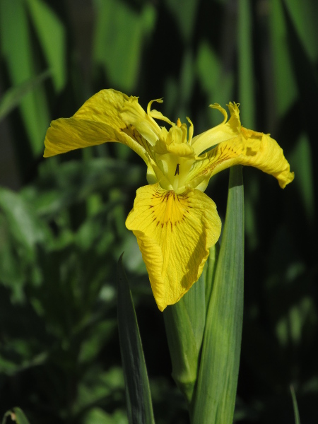 yellow iris / Iris pseudacorus: The flowers of _Iris pseudacorus_ are plain yellow, often with darker markings.