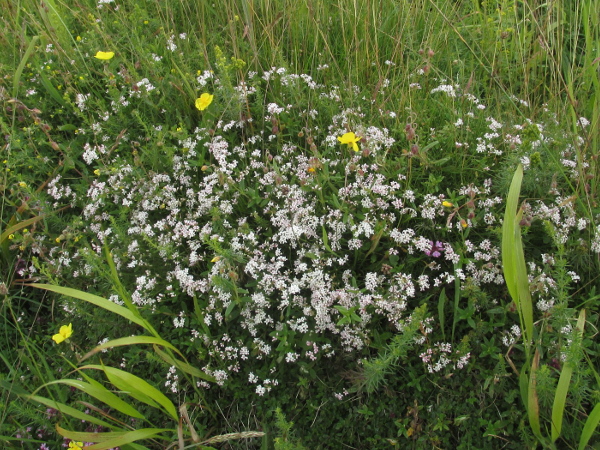 squinancywort / Asperula cynanchica: _Asperula cynanchia_ is a slender plant of chalk and limestone downland or sand dunes, in England, South Wales and western Ireland.