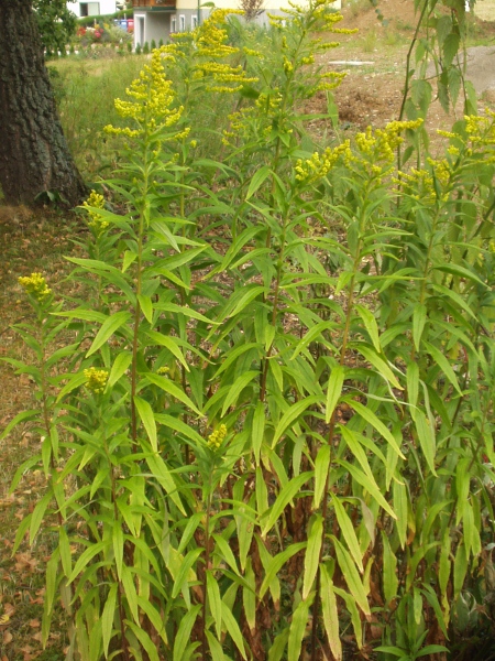 Canadian goldenrod / Solidago canadensis