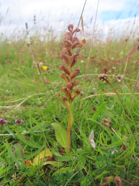 frog orchid / Coeloglossum viride: _Coeloglossum viride_ grows in base-rich downland in southern England, and in a wider range of base-rich habitats further north and west.