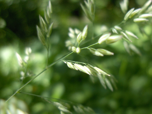 Yorkshire fog / Holcus lanatus: Flowers