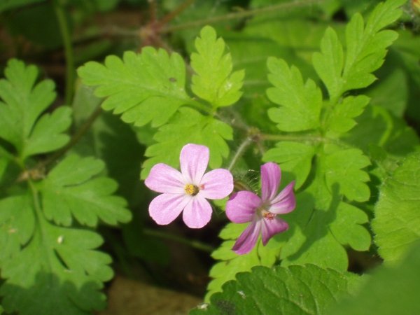 herb Robert / Geranium robertianum: _Geranium robertianum_ is a very common weed, found naturally in woodland and rocky places.