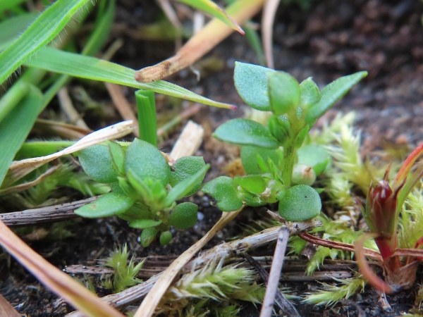 chaffweed / Lysimachia minima: _Lysimachia minima_ is a tiny annual plant of open, sandy ground.