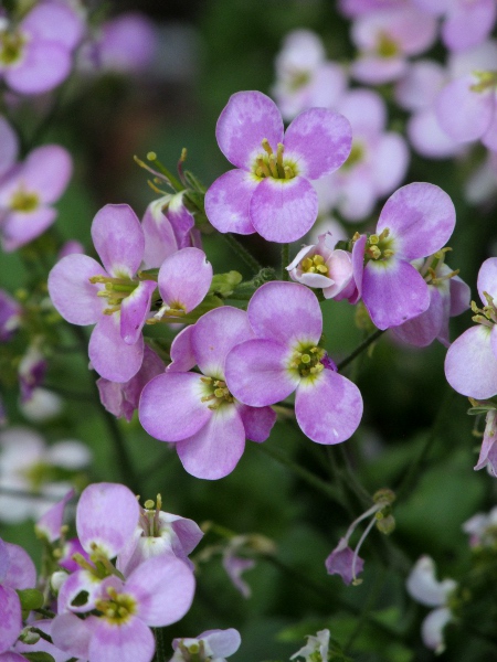 Virginia stock / Malcolmia maritima