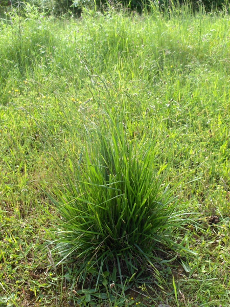 tall fescue / Schedonorus arundinaceus: Habitus