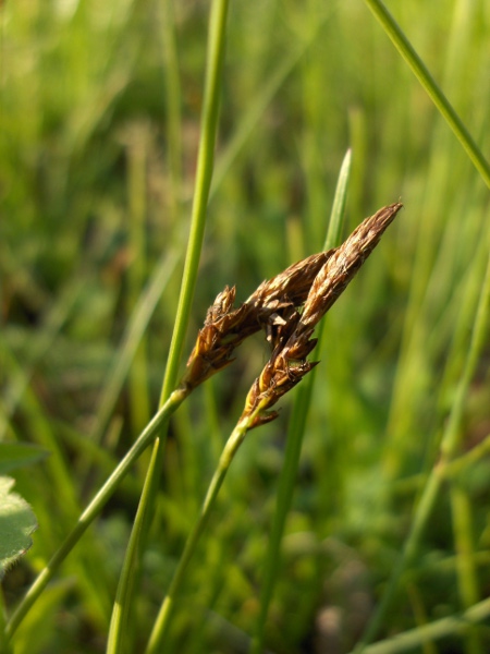 soft-leaved sedge / Carex montana: _Carex montana_ grows in rough grassland, mostly over limestone, in South Wales, the Welsh Marches, the New Forest, a few sites in south-western England and one site near Clowne (VC57).