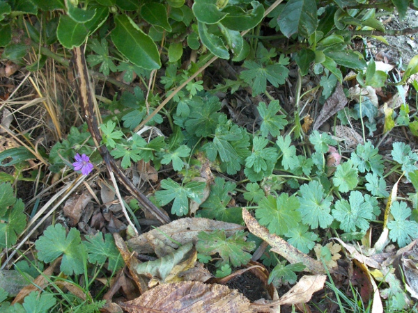 dove’s-foot cranesbill / Geranium molle