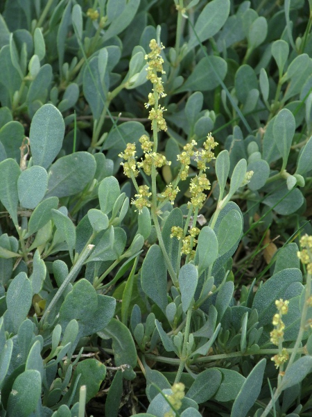 sea purslane / Atriplex portulacoides: The grey, rounded, unlobed leaves of _Atriplex portulacoides_ distinguish it from all our other _Atriplex_ species.