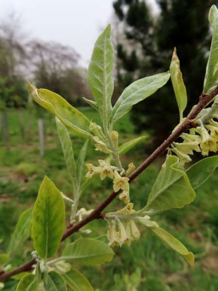 spreading oleaster / Elaeagnus umbellata: _Elaeagnus umbellata_ is deciduous, with leaves that are only sparsely covered in silvery scales on the upper side.