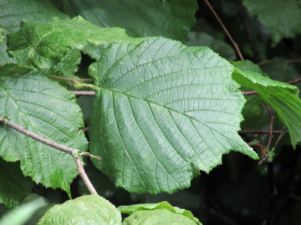 filbert / Corylus maxima: Leaf