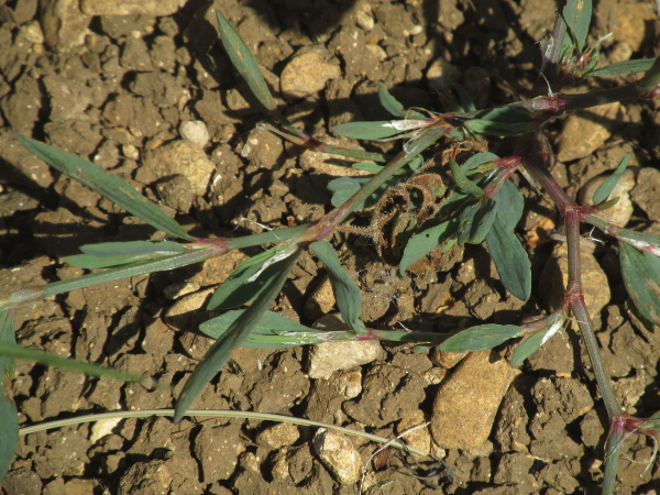 cornfield knotgrass / Polygonum rurivagum: _Papaver rurivagum_ is an arable weed, very close to _Polygonum aviculare_, but with narrower leaves.