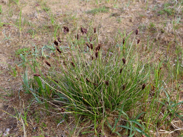 black bog-rush / Schoenus nigricans: _Schoenus nigricans_ grows in mineral-rich marshes, including salt-marshes; it is scarce in England and Wales, but widespread in Ireland and north-western Scotland.