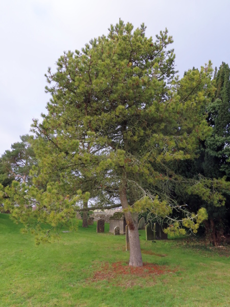lodgepole pine / Pinus contorta: _Pinus contorta_ is an exotic conifer, native to the mountains of western North America, but has been planted at sites across the British Isles.