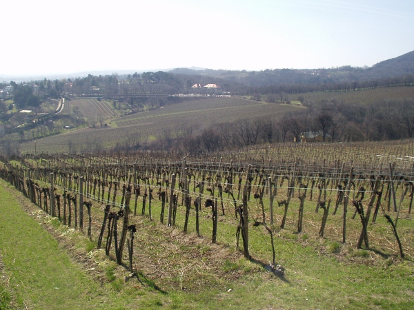grape vine / Vitis vinifera: An Austrian vineyard in winter