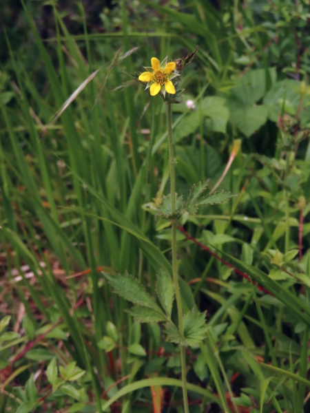 wood avens / Geum urbanum: _Geum urbanum_ is a very common plant of meadows, woods and gardens throughout the British Isles except for far northern parts of Scotland.