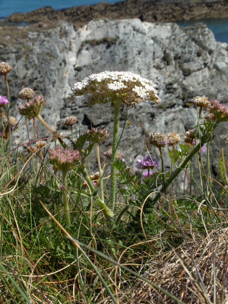 wild carrot / Daucus carota: Short plants growing near the sea, with umbels that hardly contract in fruit, are assigned to _Daucus carota_ subsp. _gummifer_.