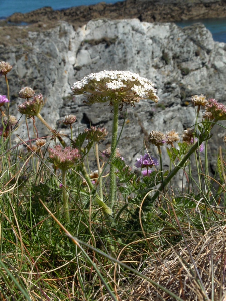 sea carrot / Daucus carota subsp. gummifer: Short plants growing near the sea, with umbels that hardly contract in fruit, are assigned to _Daucus carota_ subsp. _gummifer_.