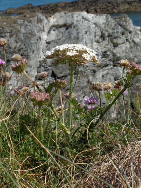 sea carrot / Daucus carota subsp. gummifer