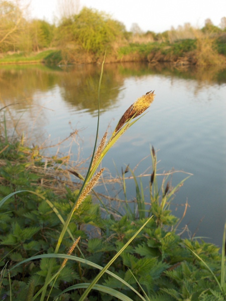 greater pond-sedge / Carex riparia