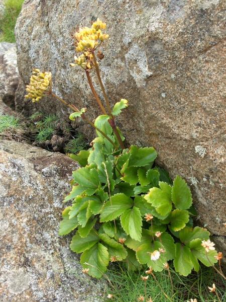 Scots lovage / Ligusticum scoticum: _Ligusticum scoticum_ is a coastal species that occurs almost exclusively north of the Scottish border, as well as along the north coast of Ireland.