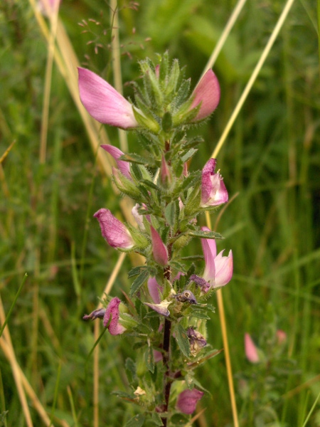 spiny restharrow / Ononis spinosa: _Ononis spinosa_ grows in calcareous grassland and coastal grazing marshes; its stems are much hairier on 1 or 2 sides, and its leaves are longer and narrower than those of _Ononis repens_.