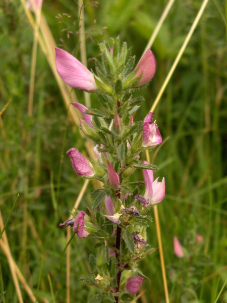 spiny restharrow / Ononis spinosa