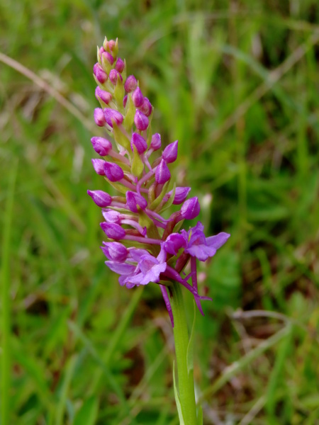 heath fragrant orchid / Gymnadenia borealis: _Gymnadenia borealis_ differs from our other _Gymnadenia_ species by the broad, stubby lateral tepals and the barely lobed labellum.