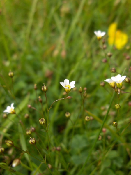 fairy flax / Linum catharticum: _Linum catharticum_ grows in calcareous and neutral grassland; its hair-thin stems bear tiny white flowers.