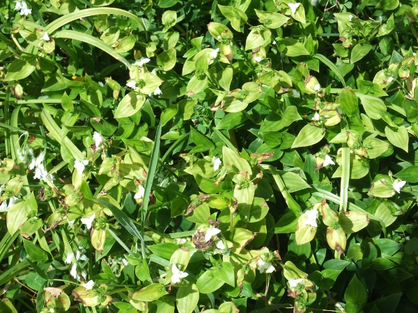 wandering jew / Tradescantia fluminensis