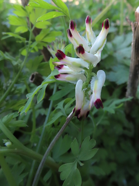 white ramping fumitory / Fumaria capreolata: _Fumaria capreolata_ has large white flowers, with large sepals (wider than the petals, and often more than half as long as them).