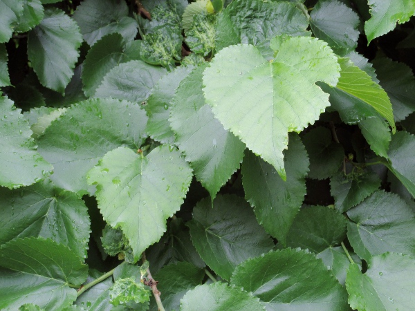 black mulberry / Morus nigra: _Morus nigra_ is an Asian tree planted in parks and gardens, principally for its fruit.