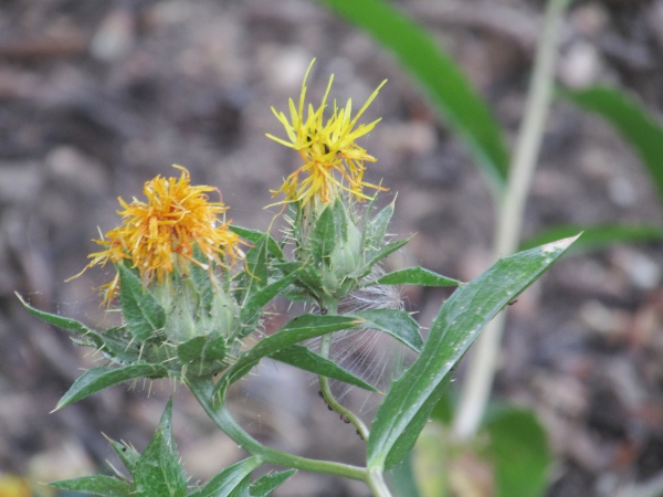 safflower / Carthamus tinctorius: _Carthamus tinctorius_ is widely grown for its seed oil, for dye-stuffs and for bird-seed, but only occasionally occurs in the wild.