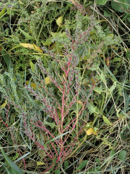 annual sea-blite / Suaeda maritima: _Suaeda maritima_ is a frequent plant in salt-marshes throughout the British Isles.