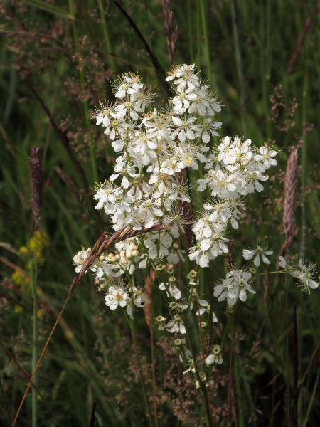 dropwort / Filipendula vulgaris: _Filipendula vulgaris_ grows in chalk and limestone grassland across England and Wales; in Ireland, it is restricted to the Burren; in Scotland, it grows at several widely scattered sites.