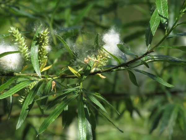 purple willow / Salix purpurea: The long leaves of _Salix purpurea_ are hairless when full-grown, even on the lower surface.