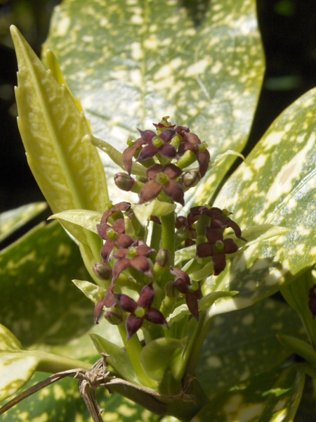 spotted laurel / Aucuba japonica