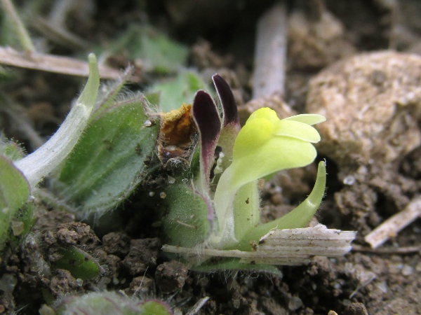 round-leaved fluellen / Kickxia spuria: The flowers of _Kickxia spuria_ have a strongly curved spur; the spurs of _Kickxia elatine_ are much straighter.