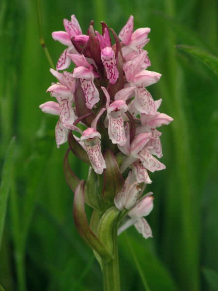 early marsh orchid / Dactylorhiza incarnata