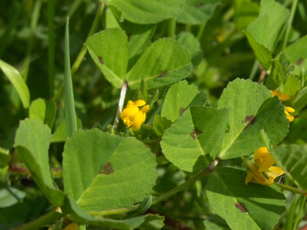 spotted medick / Medicago arabica: _Medicago arabica_ grows in open or grassy ground in southern and eastern England, south-eastern Ireland and along the Welsh coast; its leaves are almost always marked with a distinctive dark blotch.