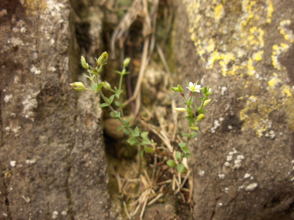 thyme-leaved sandwort / Arenaria serpyllifolia: Habitus