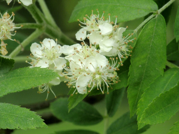 service tree / Sorbus domestica: _Sorbus domestica_ grows as a native tree at a few sites along the Bristol Channel, and is occasionally cultivated elsewhere.