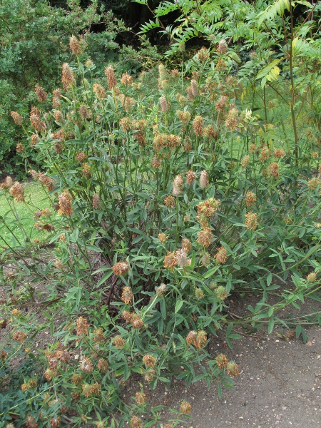 sulphur clover / Trifolium ochroleucon: _Trifolium ochroleucon_ is native to pastures in East Anglia.