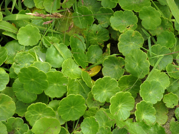 marsh pennywort / Hydrocotyle vulgaris: _Hydrocotyle vulgaris_ is an often abundant plant of many types of wet ground, with distinctive peltate leaves.