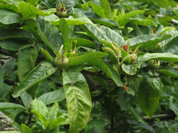 medlar / Mespilus germanica: Foliage and fruit of _Mespilus germanica_ ‘Royal’