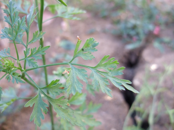 fool’s parsley / Aethusa cynapium: The 2–3-pinnate leaves of _Aethusa cynapium_ are a fairly dull and dark bluish or greyish green.