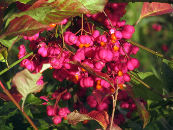 spindle / Euonymus europaeus: _Euonymus europaeus_ is most conspicuous when in fruit, with the jarring combination of pink fleshy capsule that splits to reveal a bright orange aril.