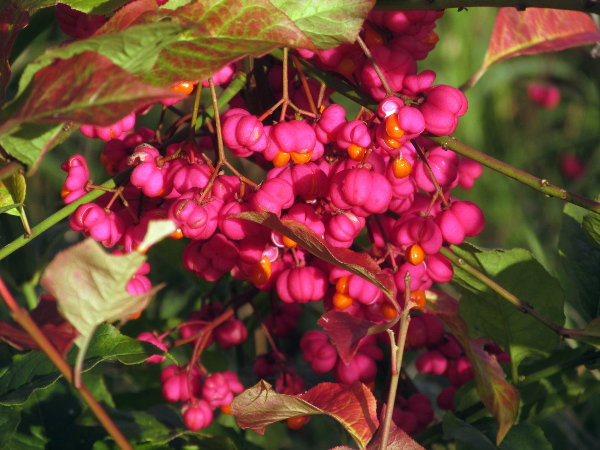 spindle / Euonymus europaeus