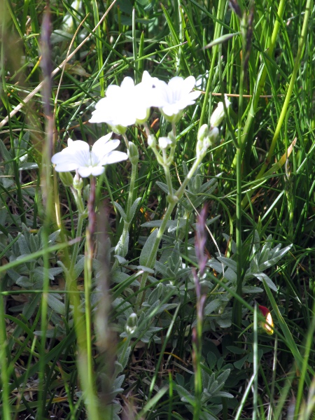 snow-in-summer / Cerastium tomentosum: _Cerastium tomentosum_ differs from other species in the genus by its dense grey tomentum of matted hairs.