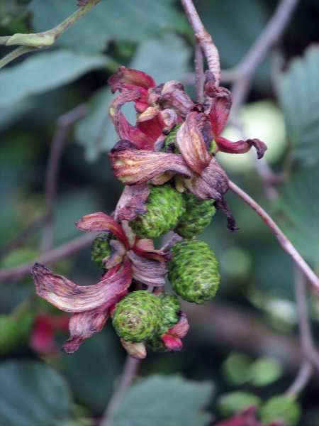 grey alder / Alnus incana: Female inflorescences, infected by the fungal pathogen _Taphrina alni_.